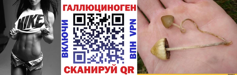 Псилоцибиновые грибы Psilocybine cubensis  Гаврилов-Ям 